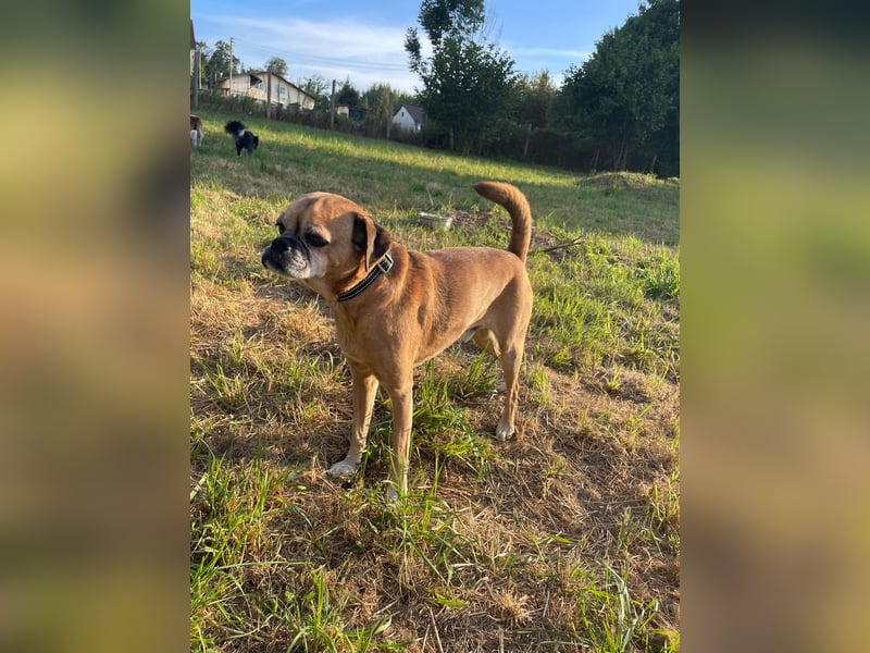 CHICKO, munterer Mops-Mix, 11 Jahre, 35 cm, Pflegestelle 57635 Mehren, Tierschutz