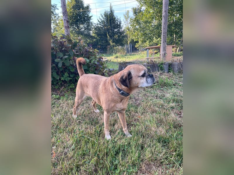 CHICKO, munterer Mops-Mix, 11 Jahre, 35 cm, Pflegestelle 57635 Mehren, Tierschutz