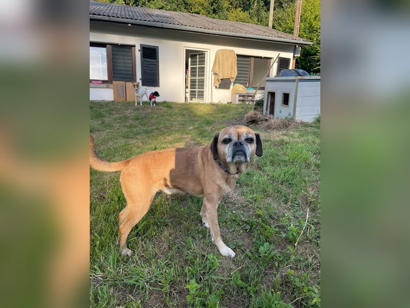 CHICKO, munterer Mops-Mix, 11 Jahre, 35 cm, Pflegestelle 57635 Mehren, Tierschutz