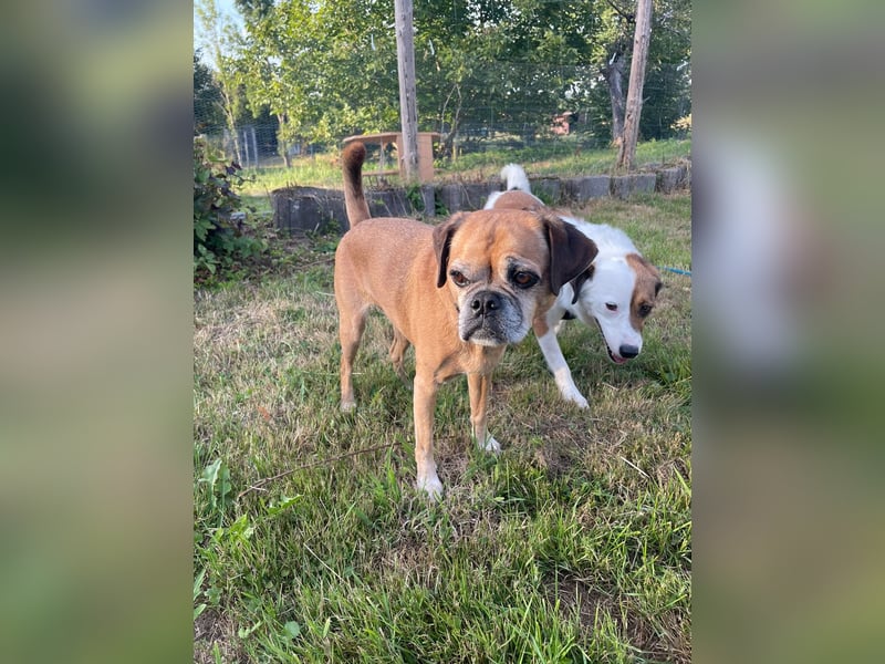 CHICKO, munterer Mops-Mix, 11 Jahre, 35 cm, Pflegestelle 57635 Mehren, Tierschutz