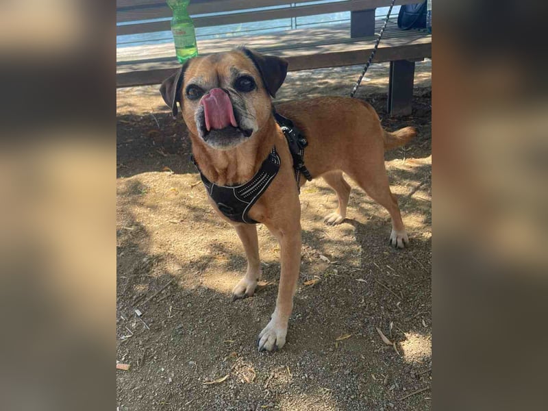 CHICKO, munterer Mops-Mix, 11 Jahre, 35 cm, Pflegestelle 57635 Mehren, Tierschutz