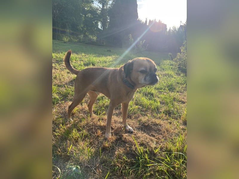 CHICKO, munterer Mops-Mix, 11 Jahre, 35 cm, Pflegestelle 57635 Mehren, Tierschutz
