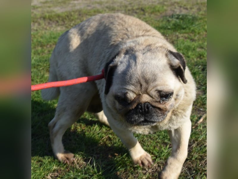 Etti - kleine Kämpferin mit großem Herz