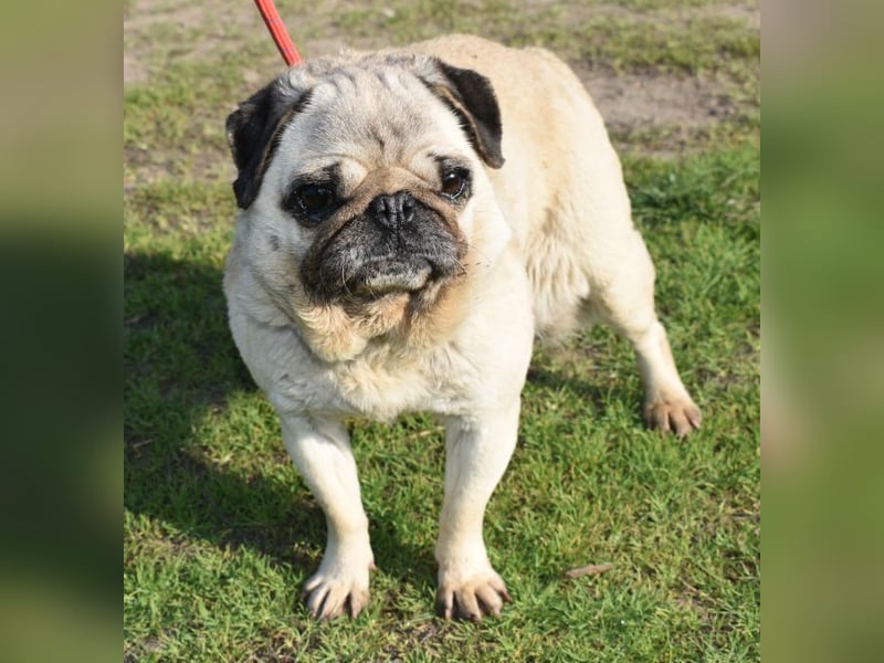 Etti - kleine Kämpferin mit großem Herz