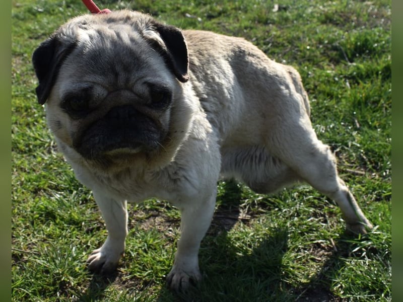 Etti - kleine Kämpferin mit großem Herz