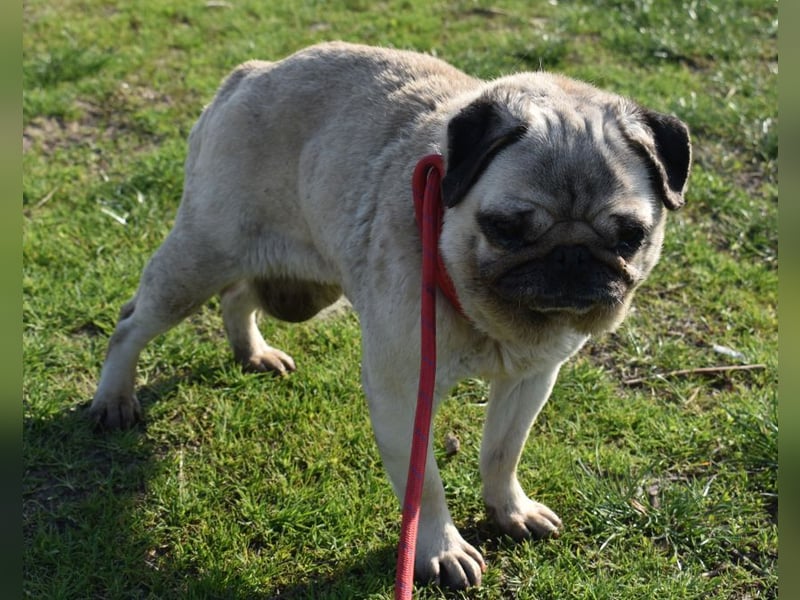 Etti - kleine Kämpferin mit großem Herz