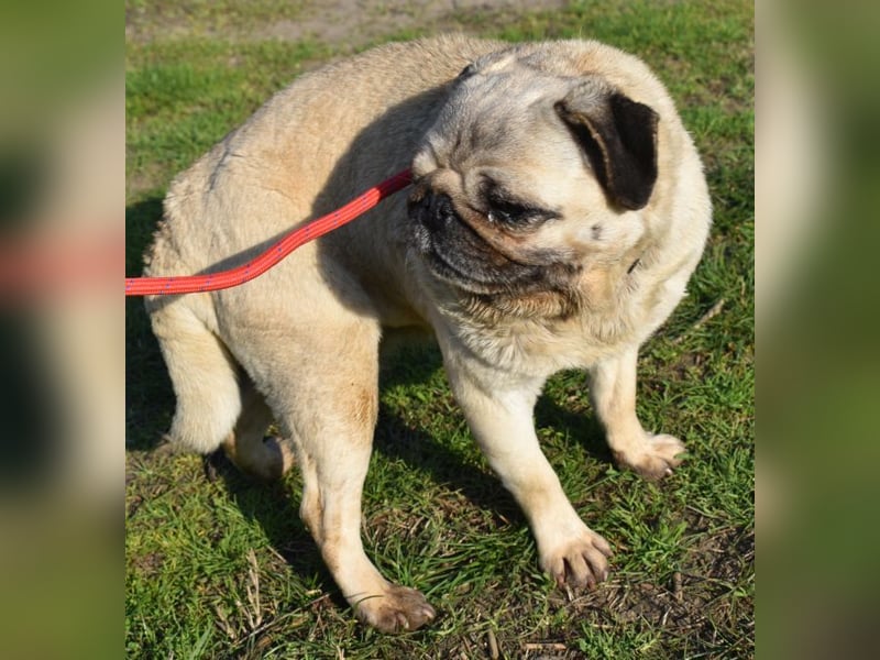 Etti - kleine Kämpferin mit großem Herz