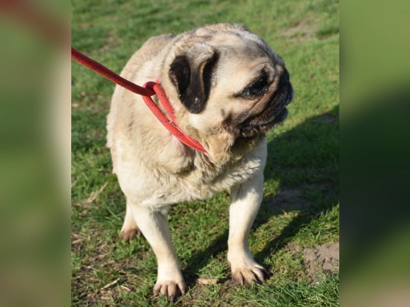 Etti - kleine Kämpferin mit großem Herz