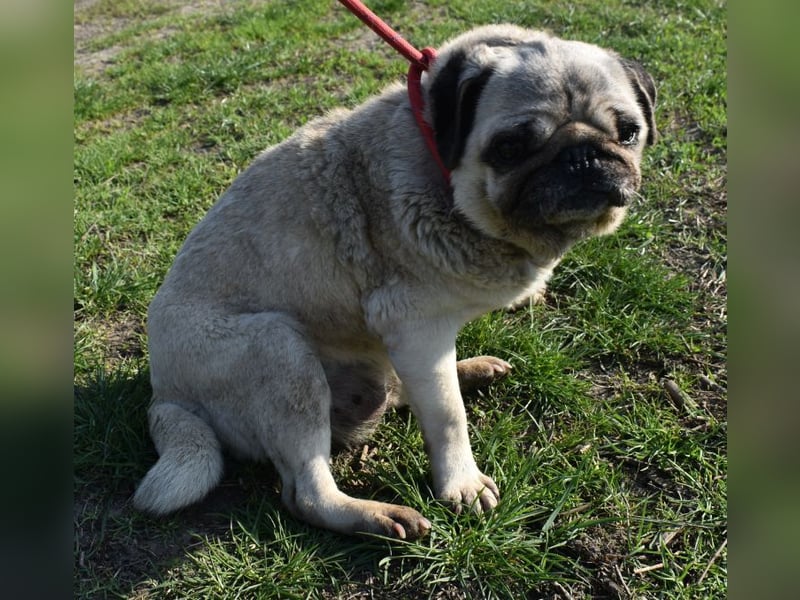 Etti - kleine Kämpferin mit großem Herz