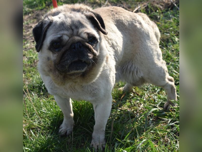 Etti - kleine Kämpferin mit großem Herz