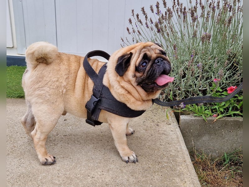 Charmanter Denny ab 02.11.25 in 64331 Weiterstadt