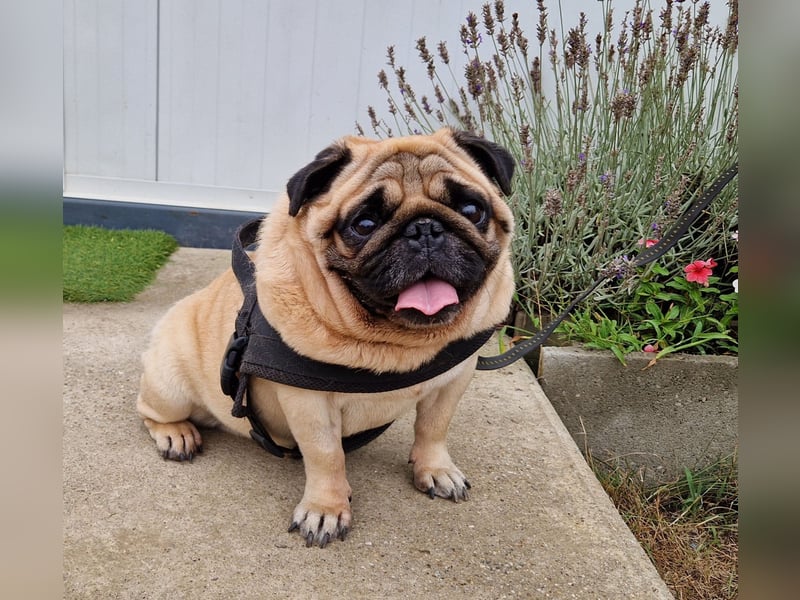 Charmanter Denny ab 02.11.25 in 64331 Weiterstadt