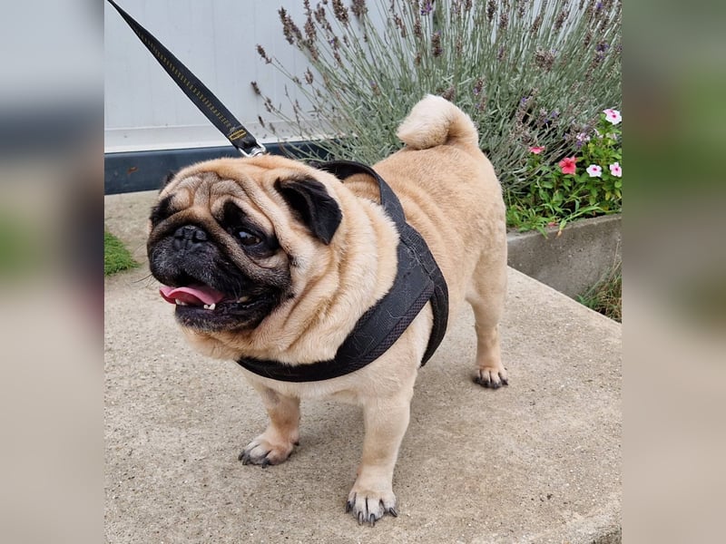 Charmanter Denny ab 02.11.25 in 64331 Weiterstadt