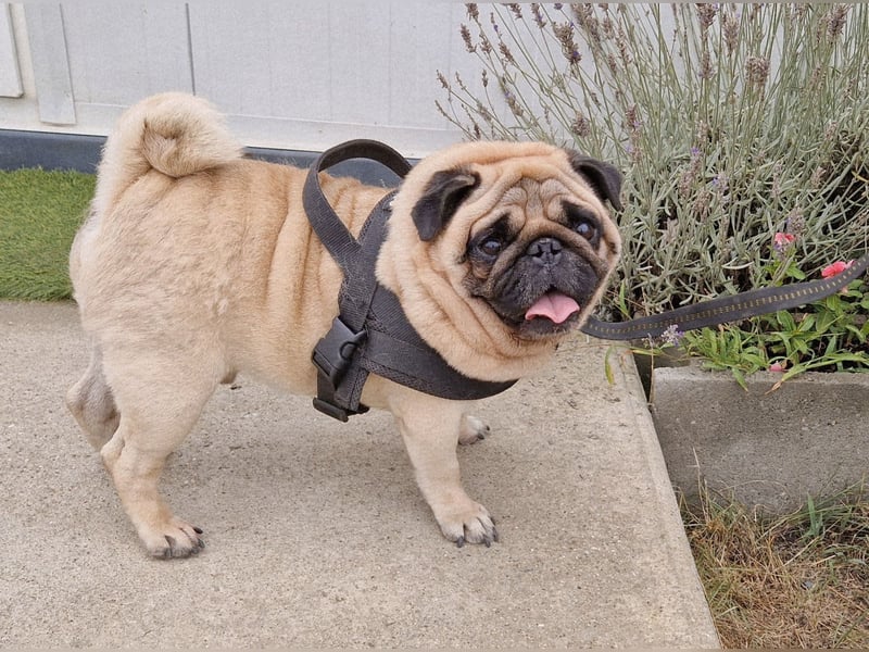 Charmanter Denny ab 02.11.25 in 64331 Weiterstadt