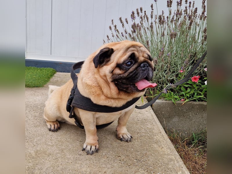 Charmanter Denny ab 02.11.25 in 64331 Weiterstadt