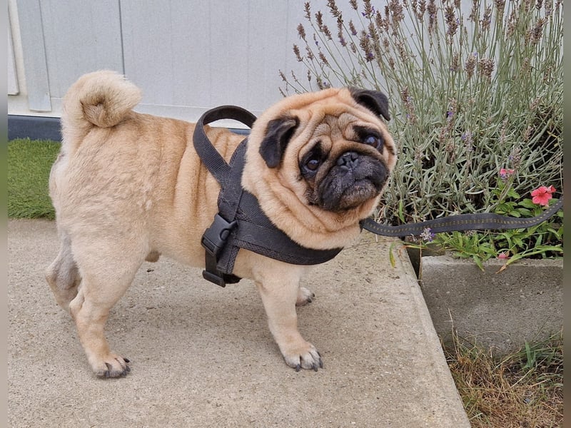 Charmanter Denny ab 02.11.25 in 64331 Weiterstadt