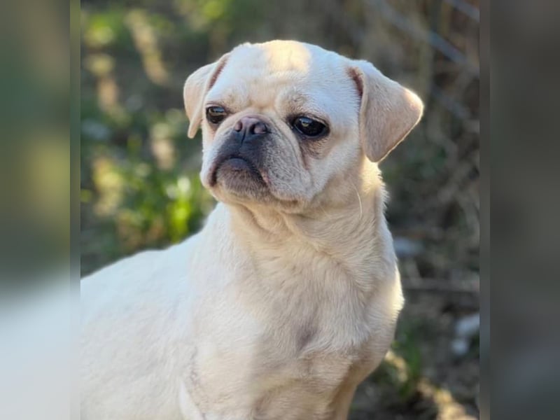 Edda sucht ein wundervolles Zuhause