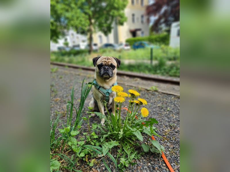 Deckrüde Mops