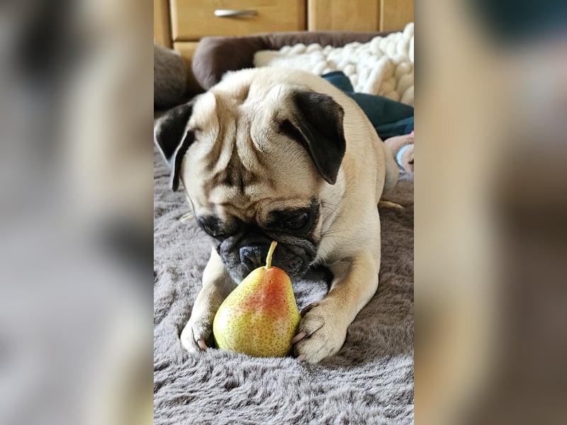 Deckrüde Mops