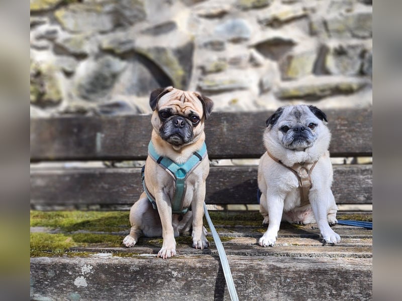 Deckrüde Mops
