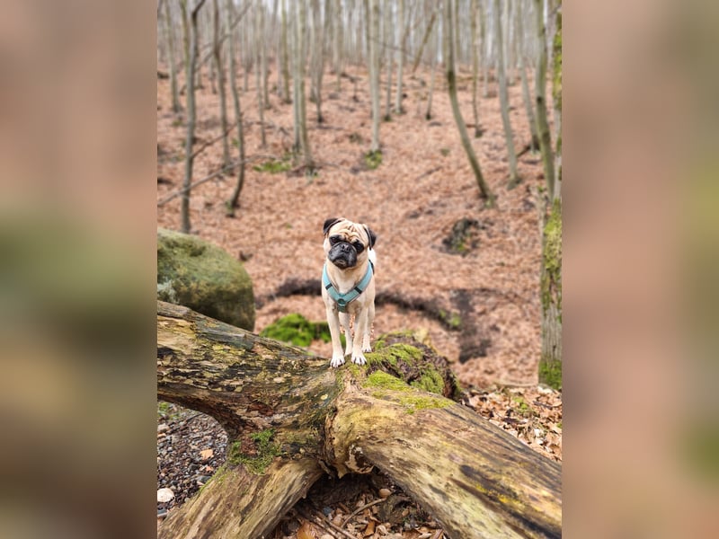 Deckrüde Mops