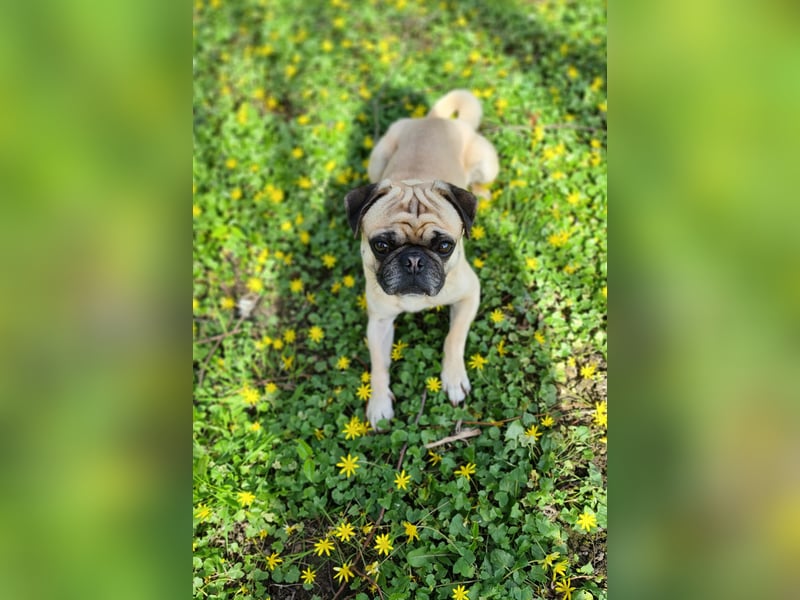 Deckrüde Mops