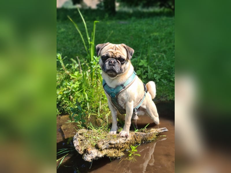 Deckrüde Mops