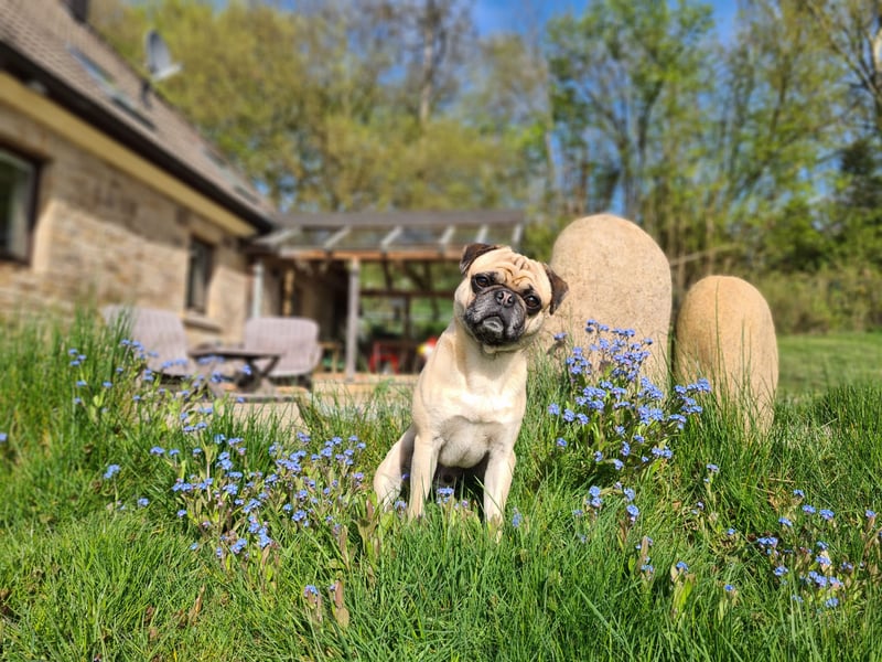 Deckrüde Mops