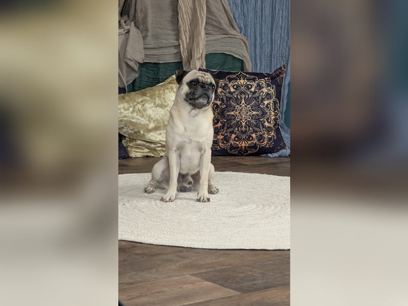 Deckrüde Mops