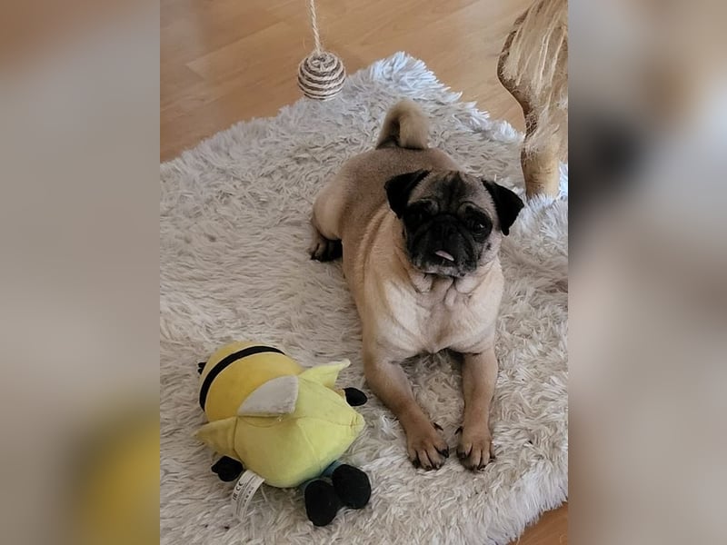 OPI - die pflegeleichte, liebe und freundliche Hündin wartet auf ihre Menschen!