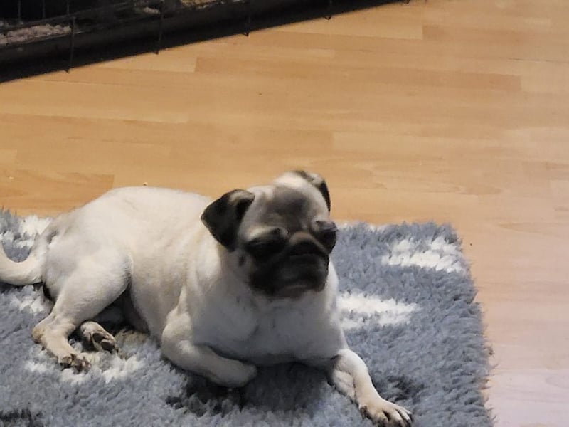 CARMEN - die liebe Mopsdame mag Artgenossen und Katzen - wer schenkt ihr ein tolles Zuhause?