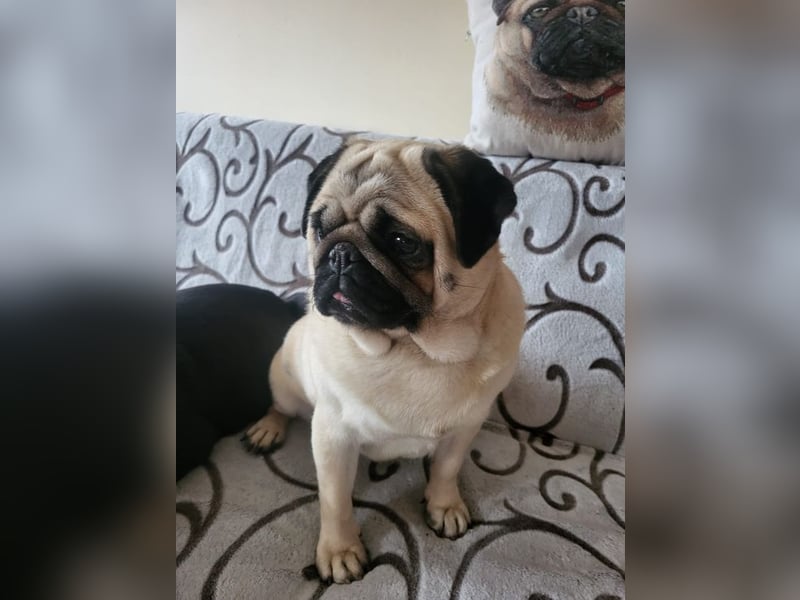 BORKA - wer zeigt der süßen Mopsdame, wie schön ein Hundeleben sein kann?