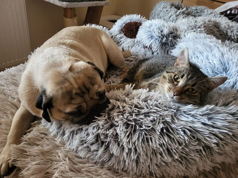 OPI - die pflegeleichte, liebe und freundliche Hündin wartet auf ihre Menschen!