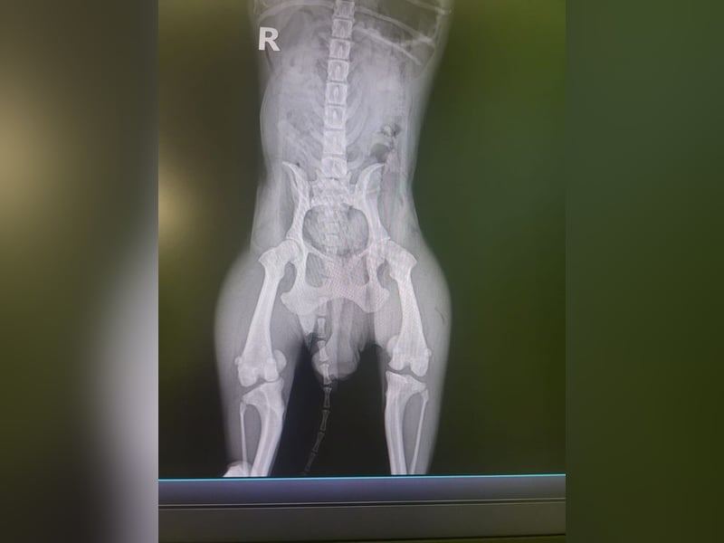 CARMEN - die liebe Mopsdame mag Artgenossen und Katzen - wer schenkt ihr ein tolles Zuhause?