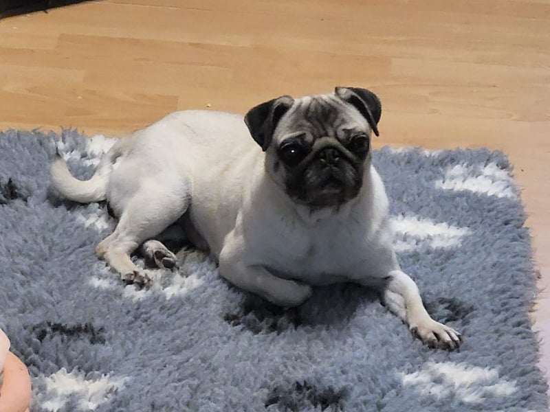 CARMEN - die liebe Mopsdame mag Artgenossen und Katzen - wer schenkt ihr ein tolles Zuhause?