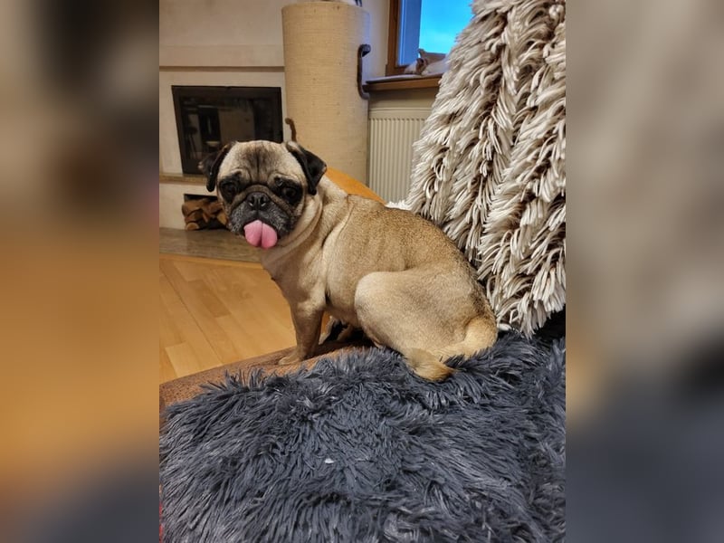 OPI - die pflegeleichte, liebe und freundliche Hündin wartet auf ihre Menschen!