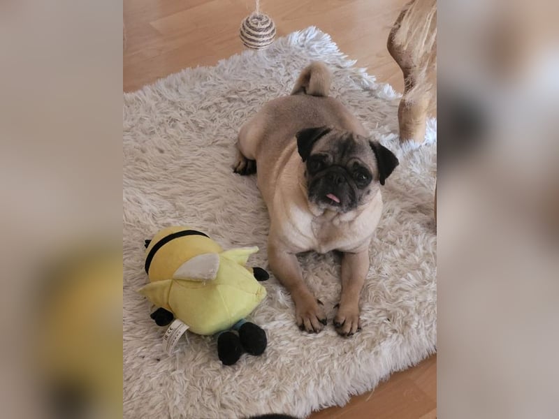 OPI - die pflegeleichte, liebe und freundliche Hündin wartet auf ihre Menschen!