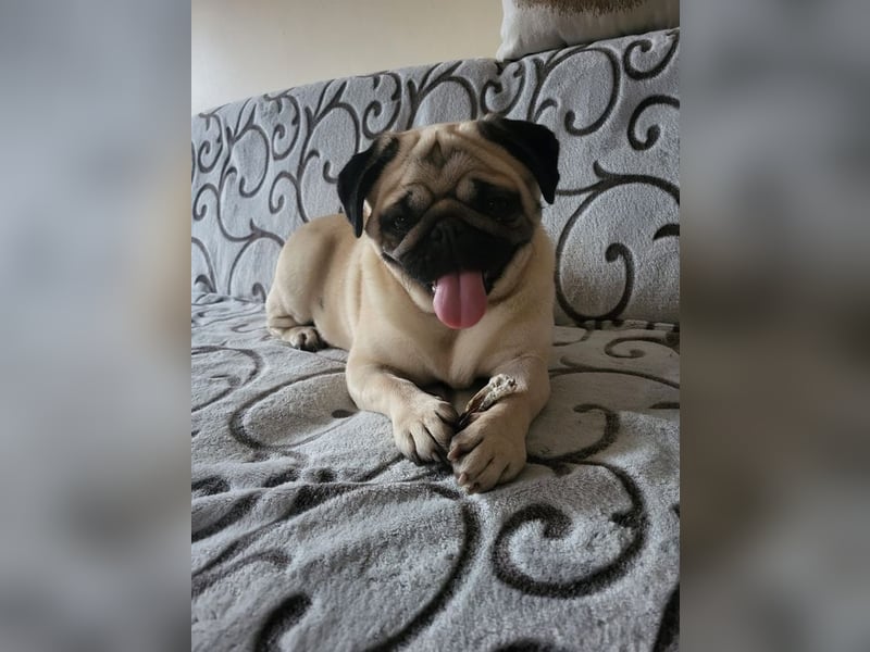 BORKA - wer zeigt der süßen Mopsdame, wie schön ein Hundeleben sein kann?