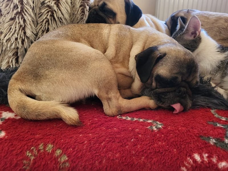 OPI - die pflegeleichte, liebe und freundliche Hündin wartet auf ihre Menschen!