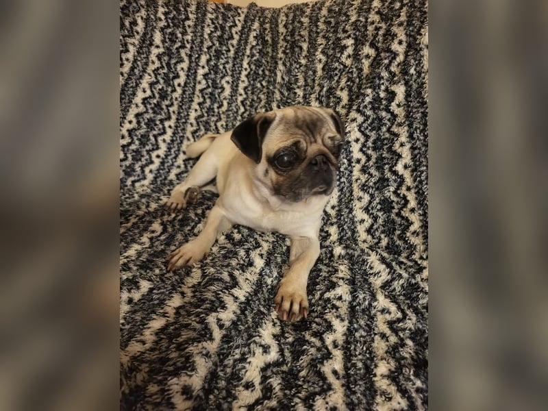 CARMEN - die liebe Mopsdame mag Artgenossen und Katzen - wer schenkt ihr ein tolles Zuhause?