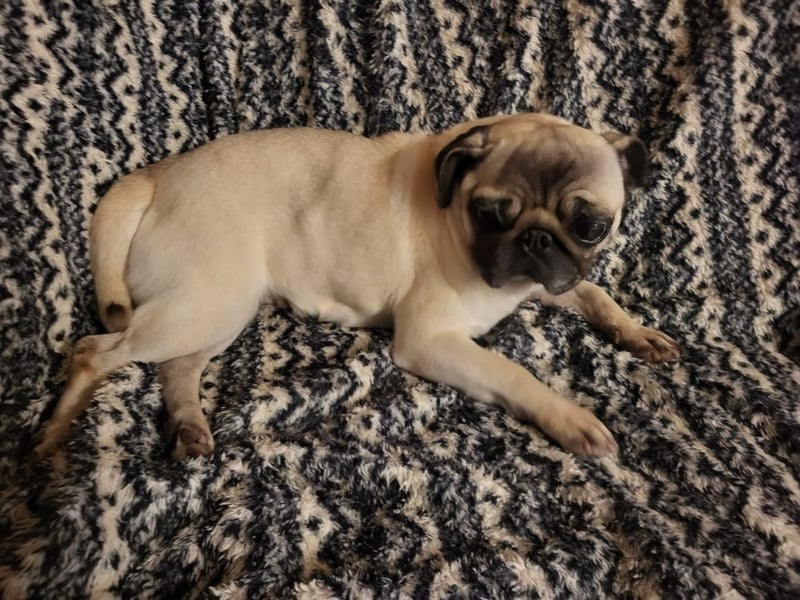 CARMEN - die liebe Mopsdame mag Artgenossen und Katzen - wer schenkt ihr ein tolles Zuhause?