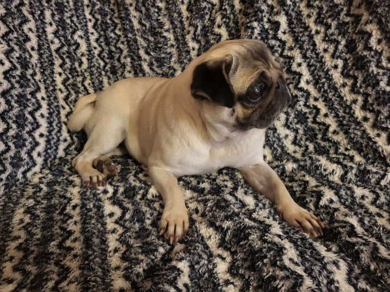 CARMEN - die liebe Mopsdame mag Artgenossen und Katzen - wer schenkt ihr ein tolles Zuhause?