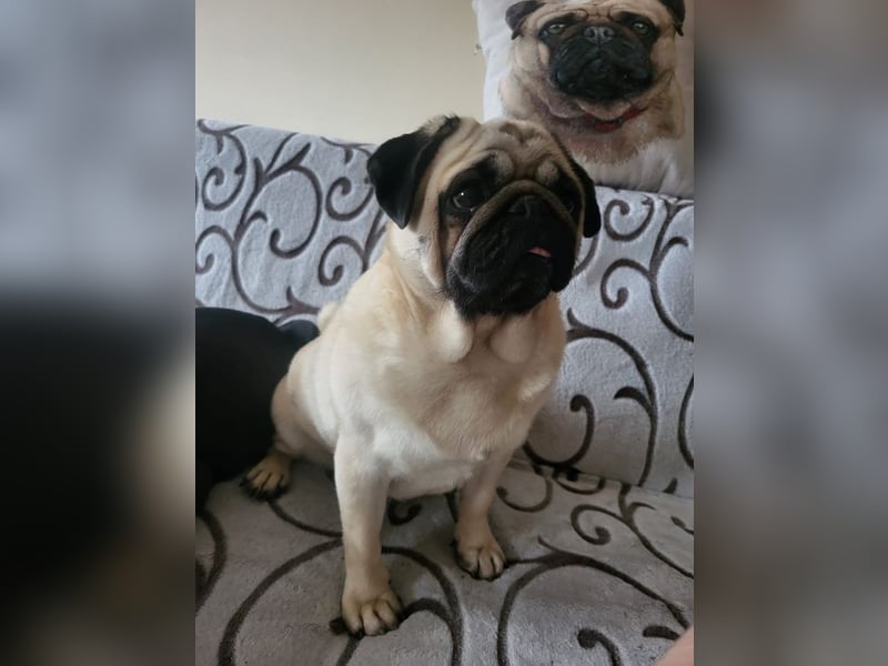 BORKA - wer zeigt der süßen Mopsdame, wie schön ein Hundeleben sein kann?