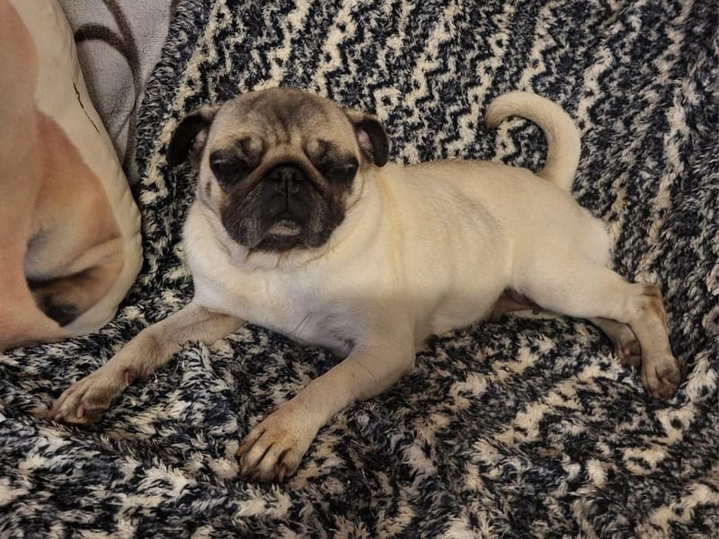 CARMEN - die liebe Mopsdame mag Artgenossen und Katzen - wer schenkt ihr ein tolles Zuhause?