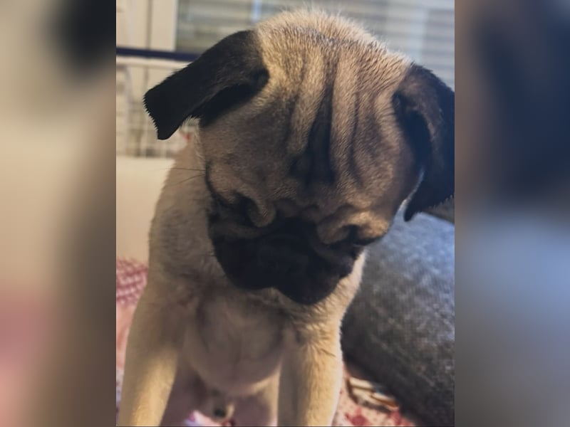 Deckrüde Mops mit Stammbaum sucht Hündin – Erstes Mal