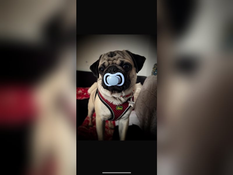 Deckrüde Mops mit Stammbaum sucht Hündin – Erstes Mal