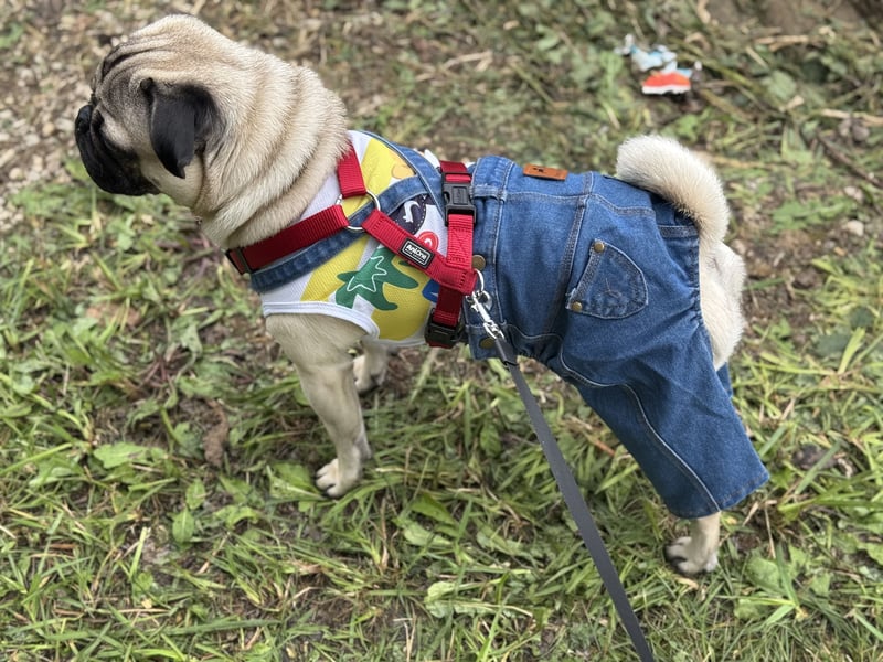 Mops-Deckrüde mit Stammbaum – 1 Jahr alt – sucht Hündin (Erstdeckung)