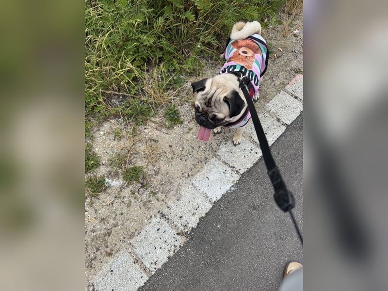 Deckrüde Mops mit Stammbaum sucht Hündin – Erstes Mal