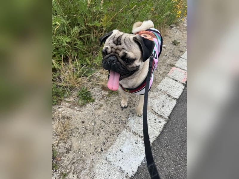 Deckrüde Mops mit Stammbaum sucht Hündin – Erstes Mal