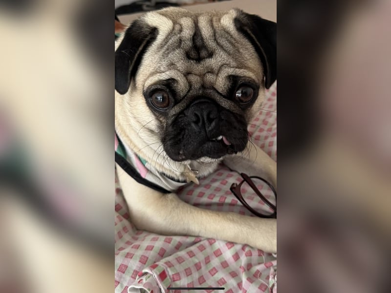 Deckrüde Mops mit Stammbaum sucht Hündin – Erstes Mal